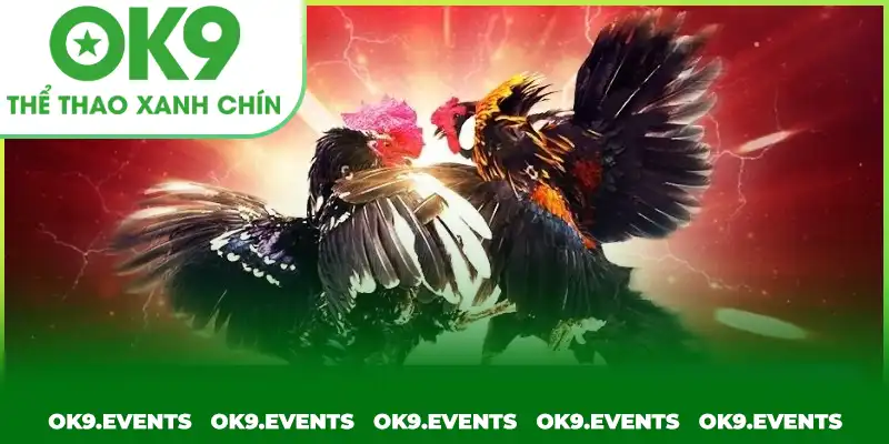 Cá cược kiếm thưởng hiệu quả tại nền tảng chọi gà uy tín